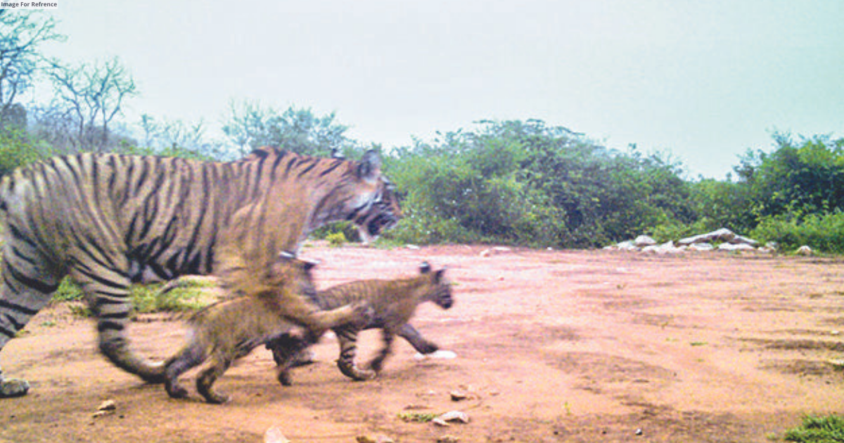 ST-19 sighted with two cubs in Sariska